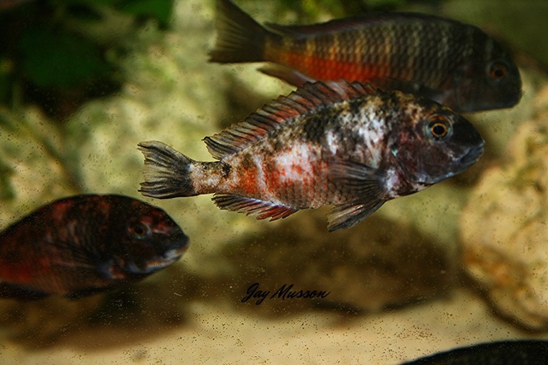 Tropheus sp. 'red' Cape Kipimbi (Kushangaza)